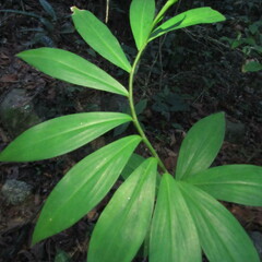 Costaceae