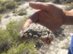 Phrynosoma hernandesi