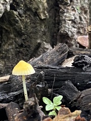 Mycena crocea