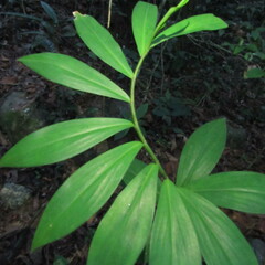 Costaceae