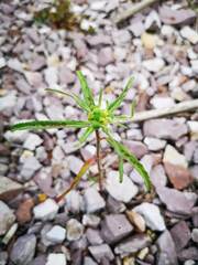Euphorbia cuphosperma