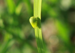 Spissistilus festinus