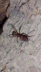 Dolichoderus