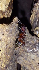 Dolichoderus