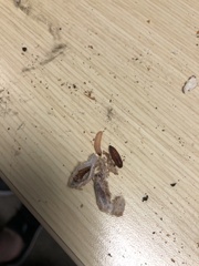Amyelois transitella