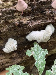 Hypomyces tremellicola