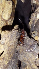 Dolichoderus