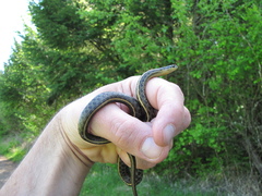 Thamnophis ordinoides