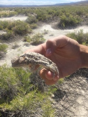 Phrynosoma hernandesi