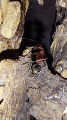 Dolichoderus