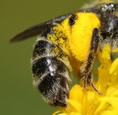 Callandrena