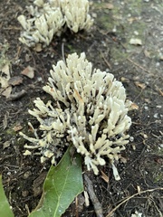 Sebacina schweinitzii