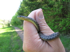 Thamnophis ordinoides