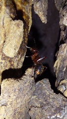 Dolichoderus
