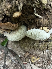 Hypomyces tremellicola