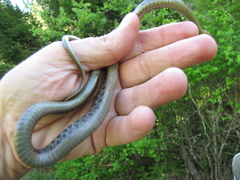 Thamnophis ordinoides