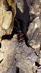 Dolichoderus