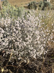 Eriogonum niveum
