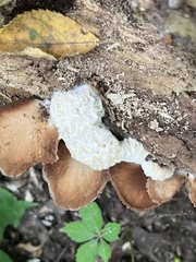 Hypomyces tremellicola