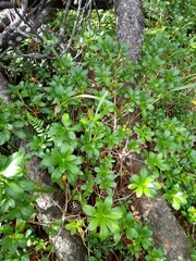 Rhododendron hirsutum