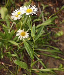 Erigeron coulteri