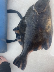 Platichthys stellatus