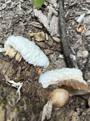 Hypomyces tremellicola
