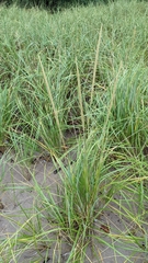 Ammophila breviligulata