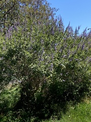Vitex agnus-castus