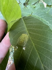 Aceria erinea