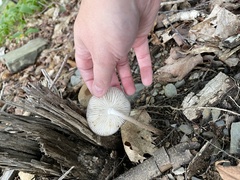 Physalacriaceae