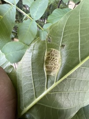 Aceria erinea