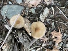 Physalacriaceae