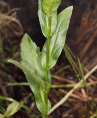 Erigeron coulteri