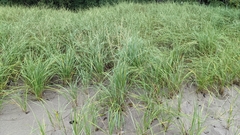 Ammophila breviligulata