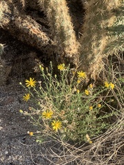 Xanthisma spinulosum gooddingii