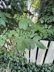 Aceria erinea