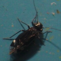 Psocidae