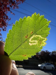 Stigmella anomalella