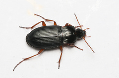 Calathus erratus