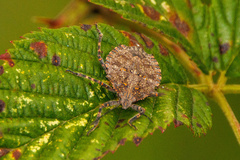 Brochymena quadripustulata