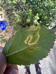 Stigmella anomalella