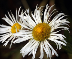Erigeron coulteri