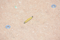 Uresiphita reversalis