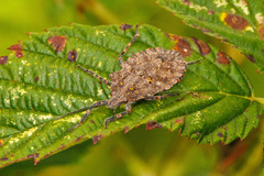 Brochymena quadripustulata