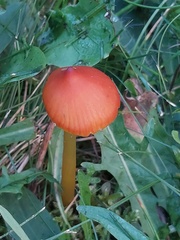Hygrocybe conica