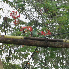 Forpus conspicillatus