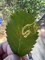 Stigmella anomalella