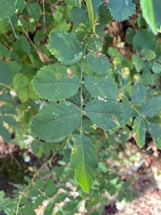 Stigmella anomalella