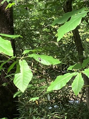Magnolia